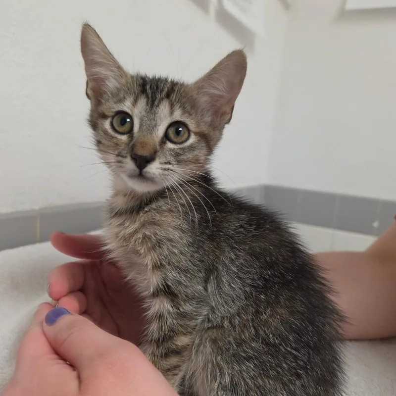A baby small-sized female Brown / Chocolate Domestic Short Hair cat named The Craft for adoption in Austin, TX