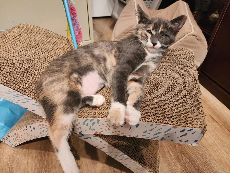 A young medium-sized female Calico cat named Page for adoption in Boynton Beach, FL