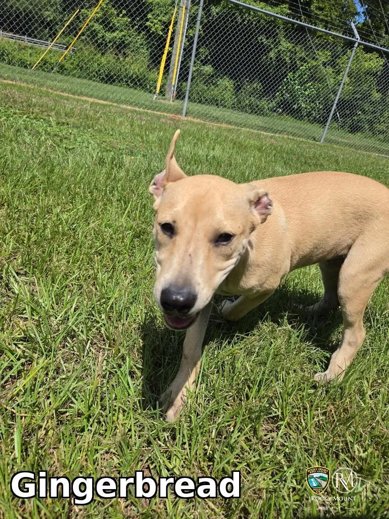 A baby medium-sized female Pit Bull Terrier dog named Gingerbread for adoption in Rocky Mount, NC