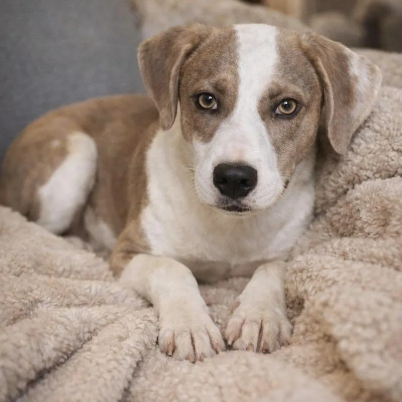 A baby medium-sized female White / Cream Terrier dog named Honey for adoption in Longview, TX