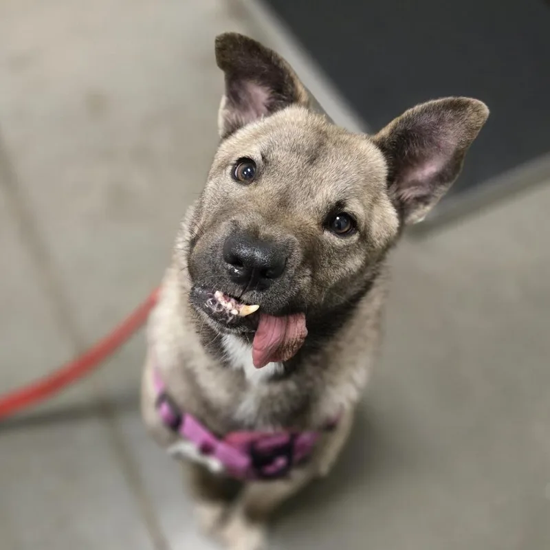A young medium-sized female Sable Mixed Breed dog named Sicstray for adoption in Washington Township, OH