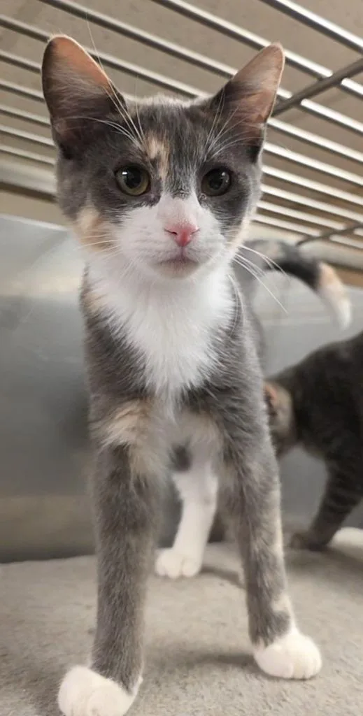 A baby small-sized female Domestic Short Hair cat named Tipsy for adoption in Sprakers, NY