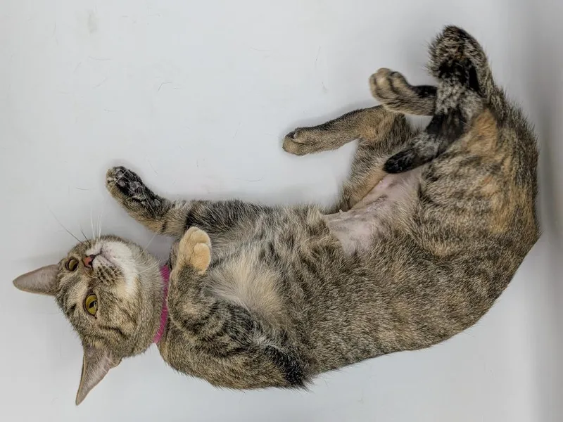 A young small-sized female Domestic Short Hair cat named Pumpkin Spice for adoption in Powell, OH