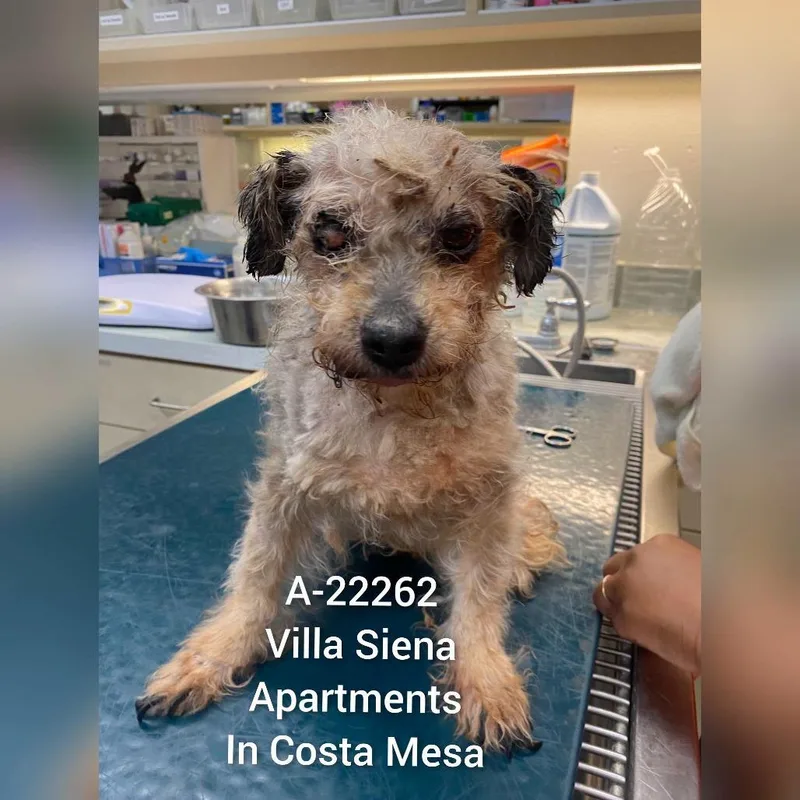 A senior small-sized female Gray / Blue / Silver Terrier dog named WAGSStray for adoption in Westminster, CA
