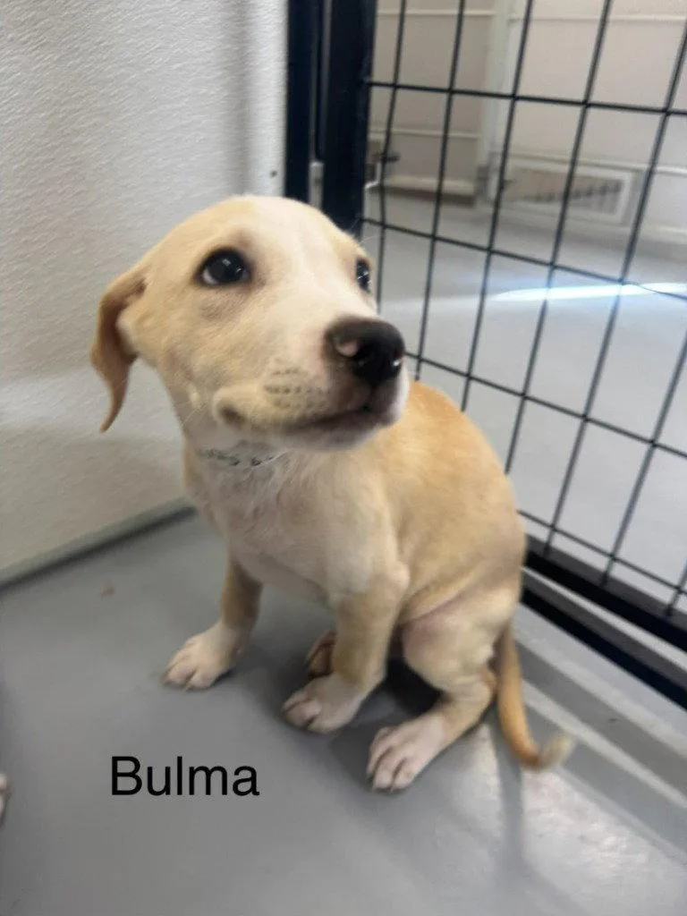 A baby medium-sized female Labrador Retriever dog named Bulma for adoption in Saint George, UT