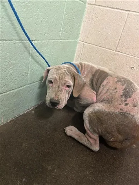 A young small-sized male Pit Bull Terrier dog named Rapid for adoption in Sacramento, CA