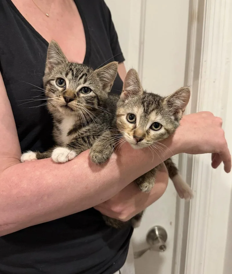 A baby medium-sized female Domestic Short Hair cat named Birthday Cake And Candle for adoption in Brooklyn, NY