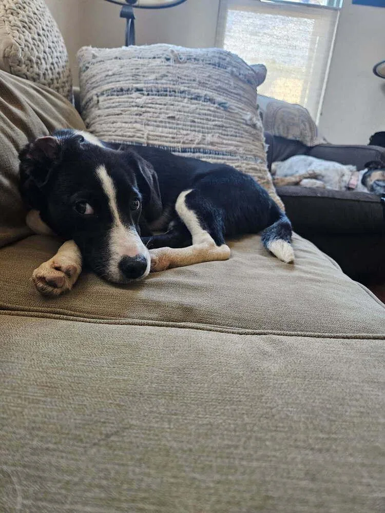A baby medium-sized female Labrador Retriever dog named Danielle for adoption in Broomfield, CO