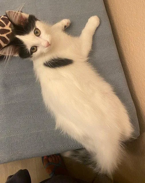 A baby medium-sized female Domestic Long Hair cat named Juniper for adoption in Antioch, CA