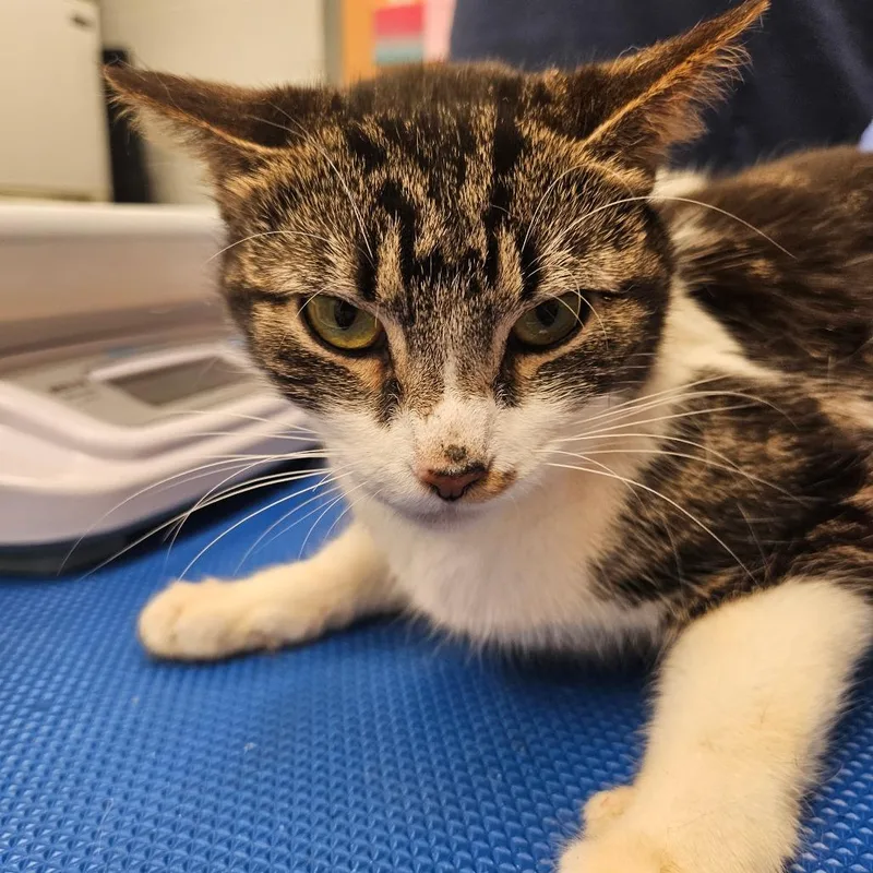 An adult medium-sized female Brown / Chocolate Domestic Short Hair cat named Pottsville for adoption in Birdsboro, PA