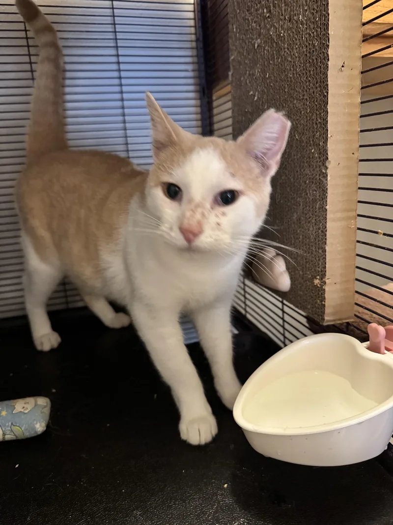 An adult large-sized male Domestic Short Hair cat named Star for adoption in Springfield, MO