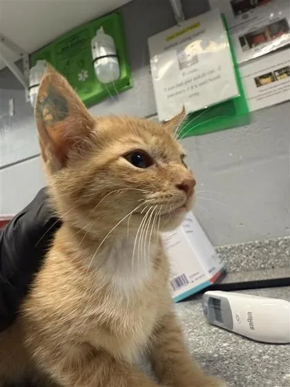 A baby small-sized male Domestic Short Hair cat named Simba for adoption in Largo, FL