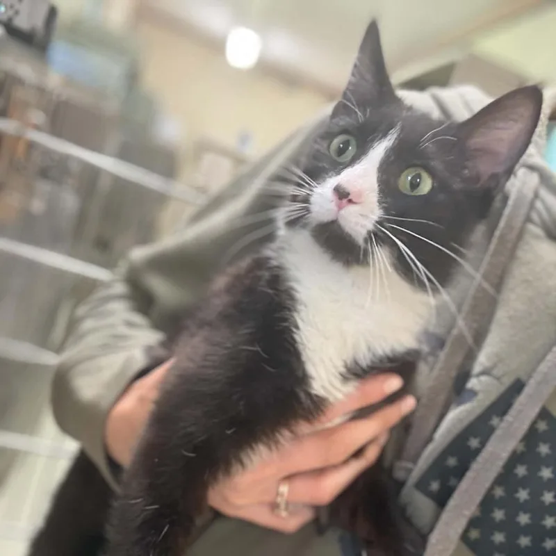 A young medium-sized male Black Domestic Short Hair cat named Jonah for adoption in Fredericksburg, VA