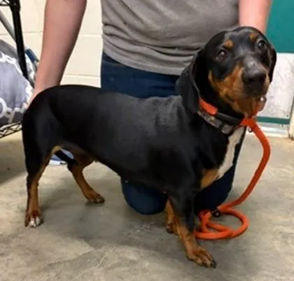 Penelope