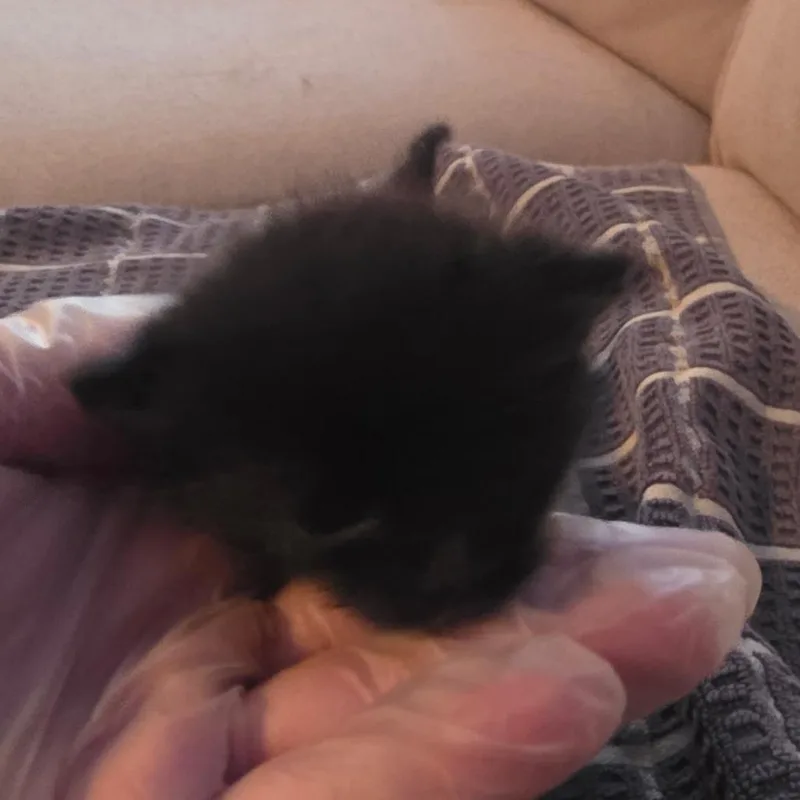 A baby small-sized male Domestic Medium Hair cat named Dusty Boots for adoption in Spanish Fork, UT