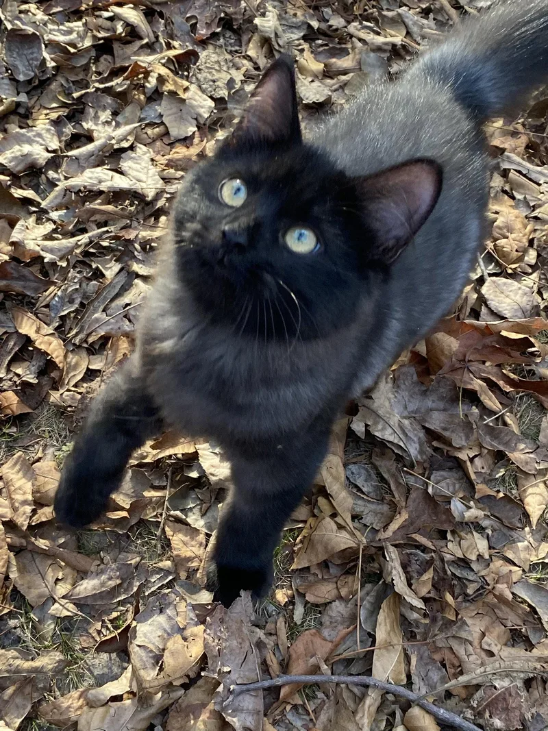 A young small-sized female Domestic Medium Hair cat named Symphony for adoption in Drasco, AR