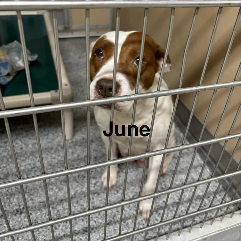 A senior medium-sized female White / Cream Pit Bull Terrier dog named June for adoption in St. Augustine, FL