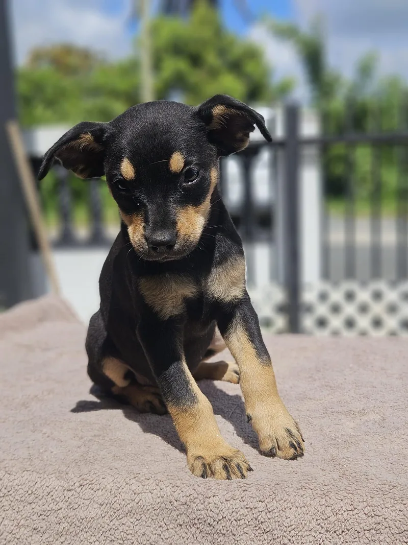 A baby small-sized male German Pinscher dog named Bacon for adoption in Virginia Beach, VA