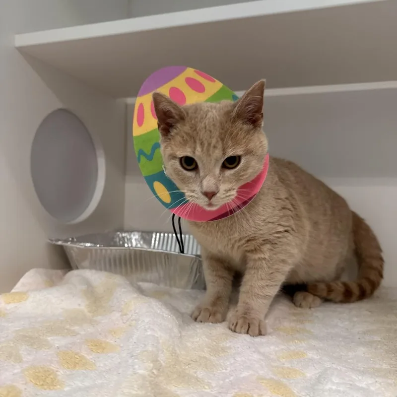 Cheshire thumbnail 2