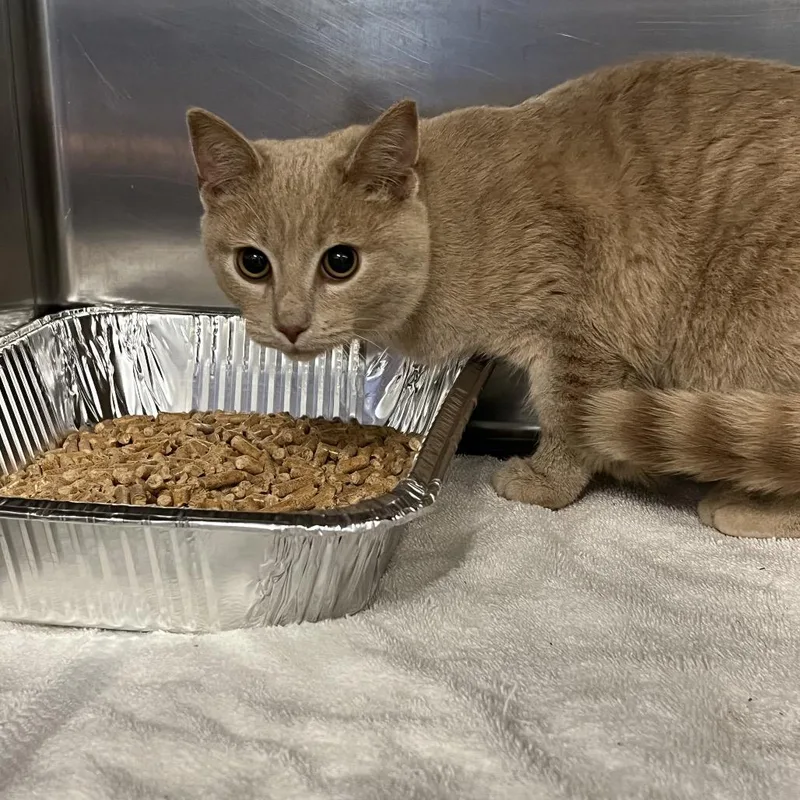 Cheshire thumbnail 3