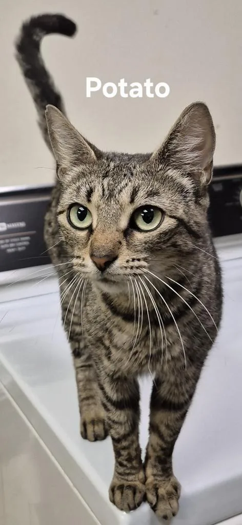 A young medium-sized female Domestic Short Hair cat named Potato for adoption in Kendallville, IN