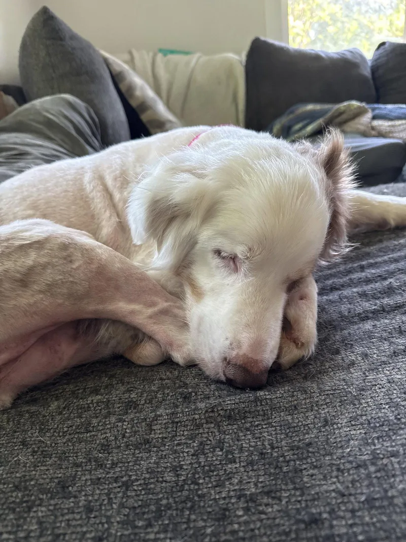 An adult medium-sized male Australian Shepherd dog named Peanut for adoption in Nashville, TN