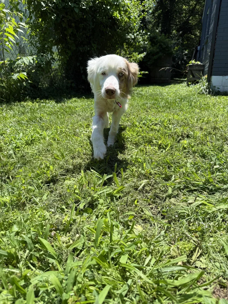 Peanut thumbnail 2