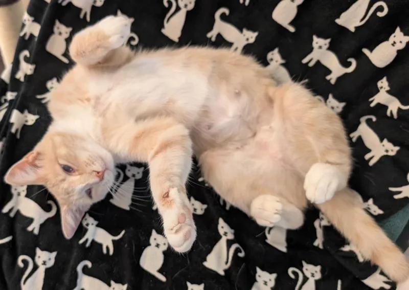 An adult medium-sized female Orange & White Domestic Short Hair cat named Trailer Swift for adoption in Milton, DE