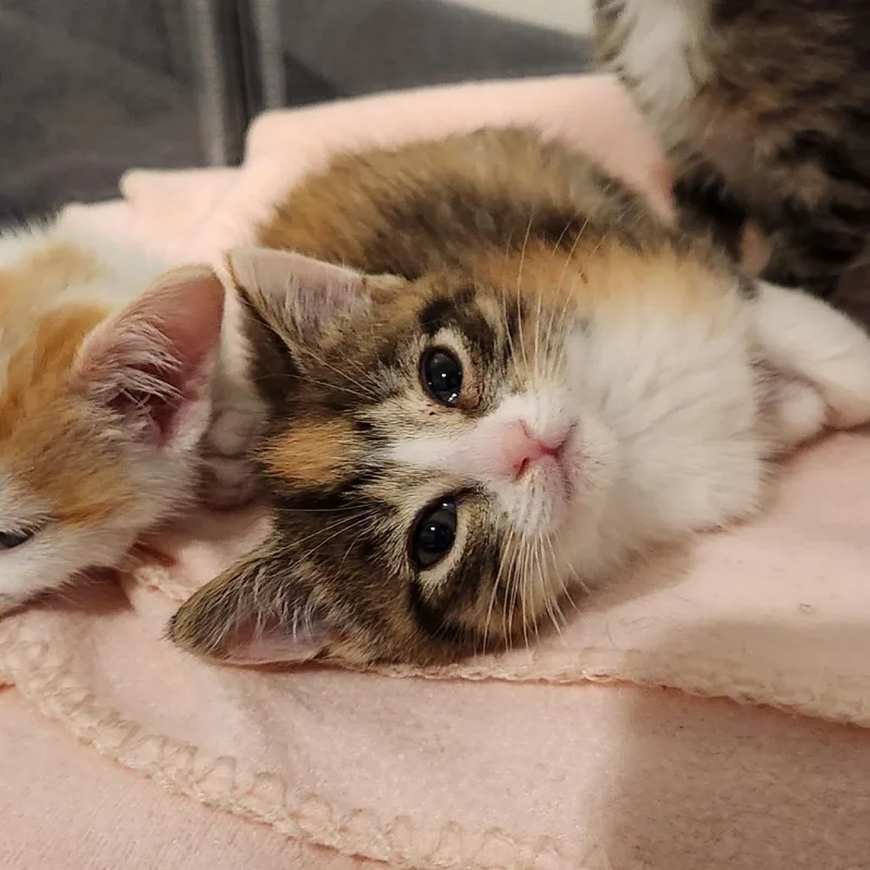A baby small-sized female Calico Domestic Short Hair cat named Charlize for adoption in Chapel Hill, NC