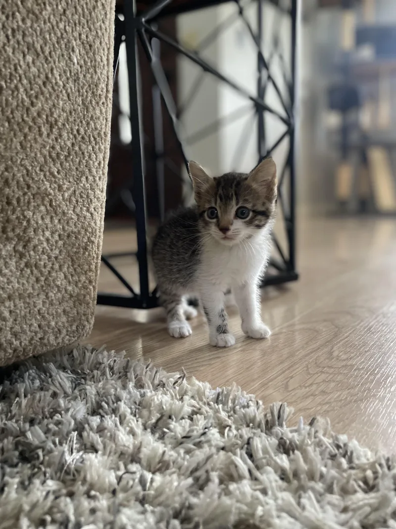 A baby medium-sized female Tabby (Brown / Chocolate) Domestic Short Hair cat named Mousey for adoption in Vacaville, CA