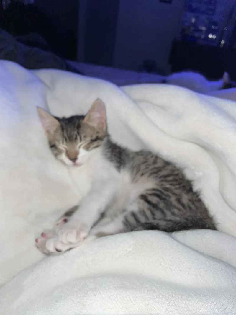 Mousey thumbnail 3
