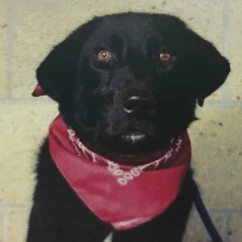 A young medium-sized male Black Labrador Retriever dog named Beau for adoption in Newark, DE