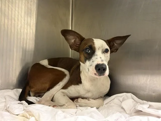 A young medium-sized female Terrier dog named Willma for adoption in Miami, FL