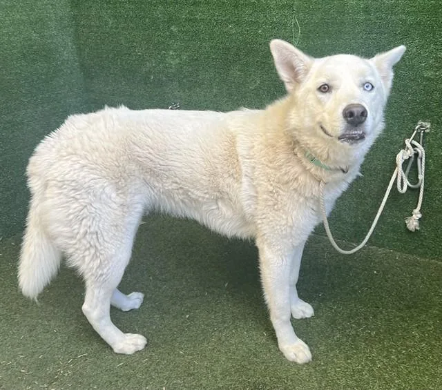A young small-sized female Husky dog named Ava for adoption in Lancaster, CA