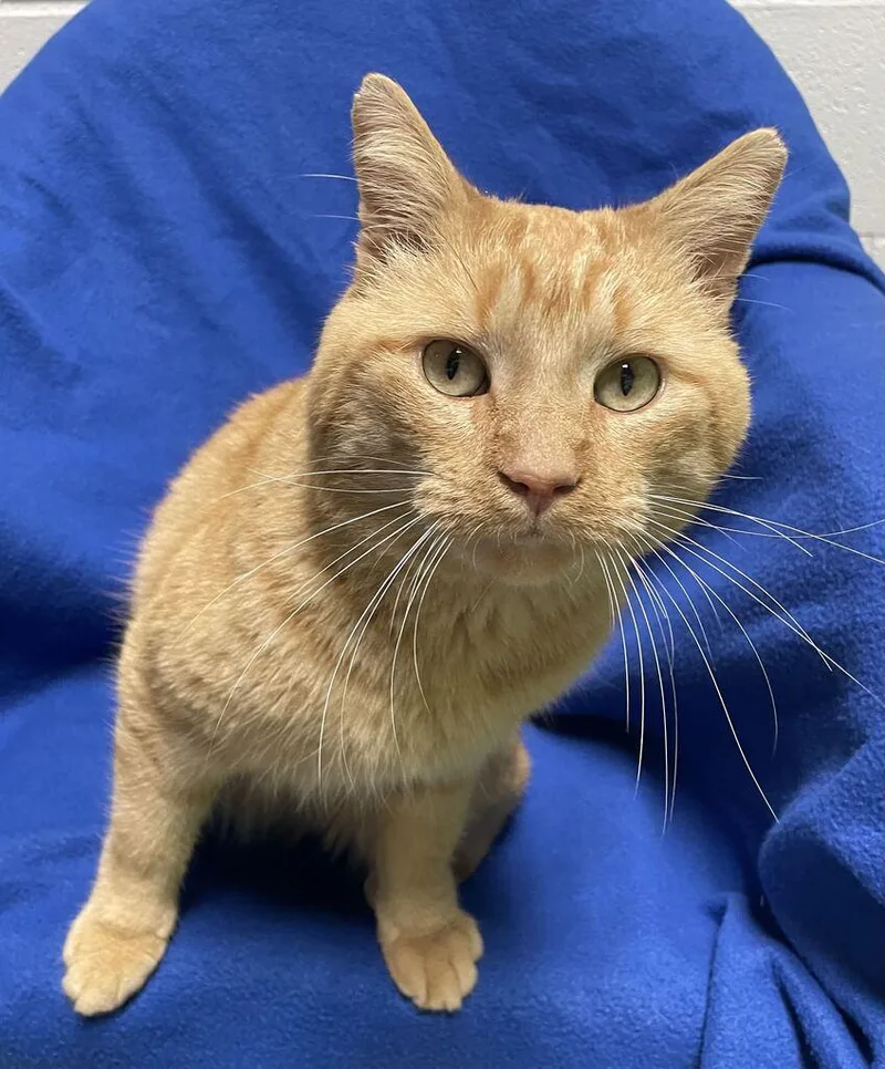 An adult large-sized male Domestic Short Hair cat named Sam for adoption in Jackson, MI