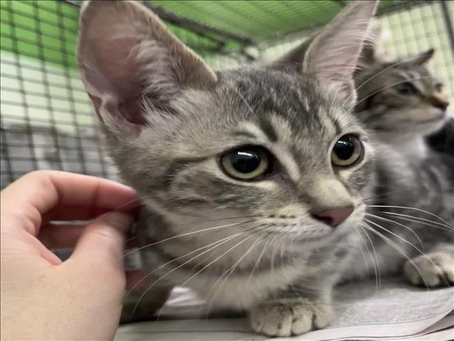 A baby small-sized female Domestic Short Hair cat named Felicia for adoption in Los Angeles, CA