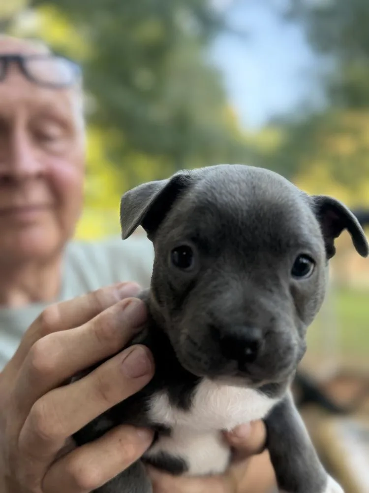 A baby medium-sized female French Bulldog dog named Angelique for adoption in Mooresville, NC