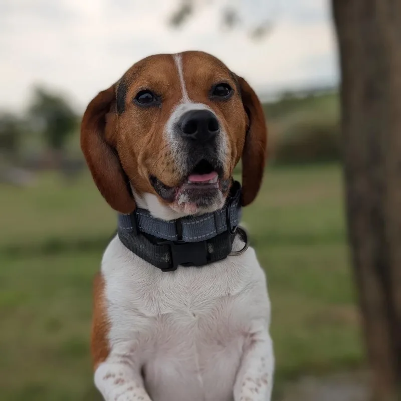 An adult small-sized male Beagle dog named Bluto for adoption in Nowata, OK