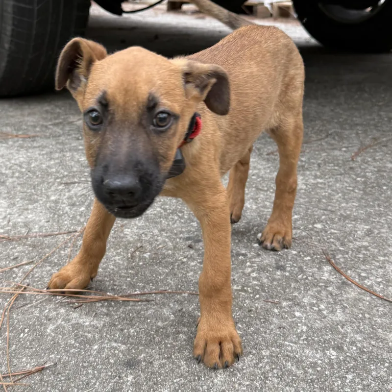 A baby large-sized male Bicolor German Shepherd Dog dog named Banjo for adoption in Folkston, GA