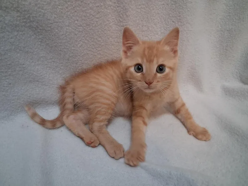 A baby small-sized male Tabby (Orange / Red) Domestic Medium Hair cat named Ron for adoption in Greensboro, NC