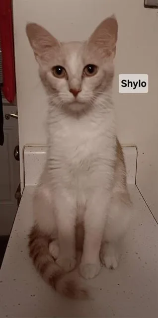 A young small-sized female Domestic Short Hair cat named Shylo for adoption in Peoria, IL