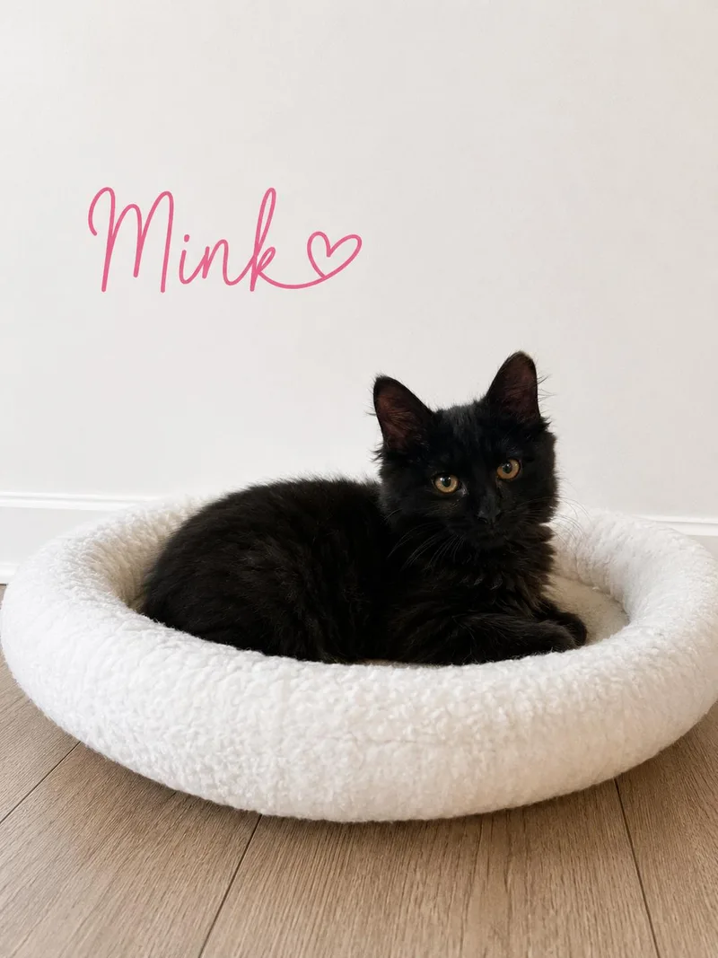 A baby medium-sized female Domestic Long Hair cat named Mink for adoption in Crown Point, IN
