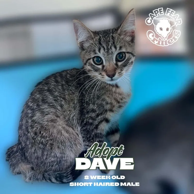 A young small-sized male Domestic Short Hair cat named Dave for adoption in Wilmington, NC