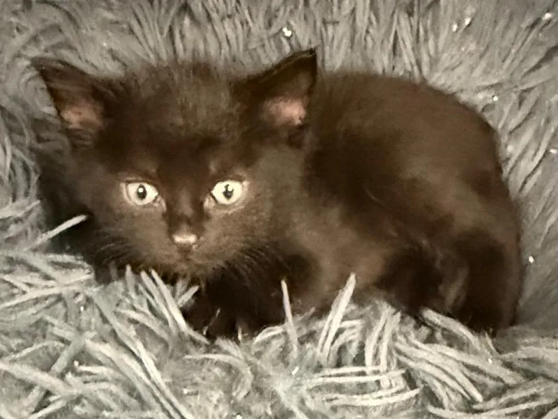 A baby small-sized female Domestic Short Hair cat named LK Sarafina for adoption in Greencastle, IN