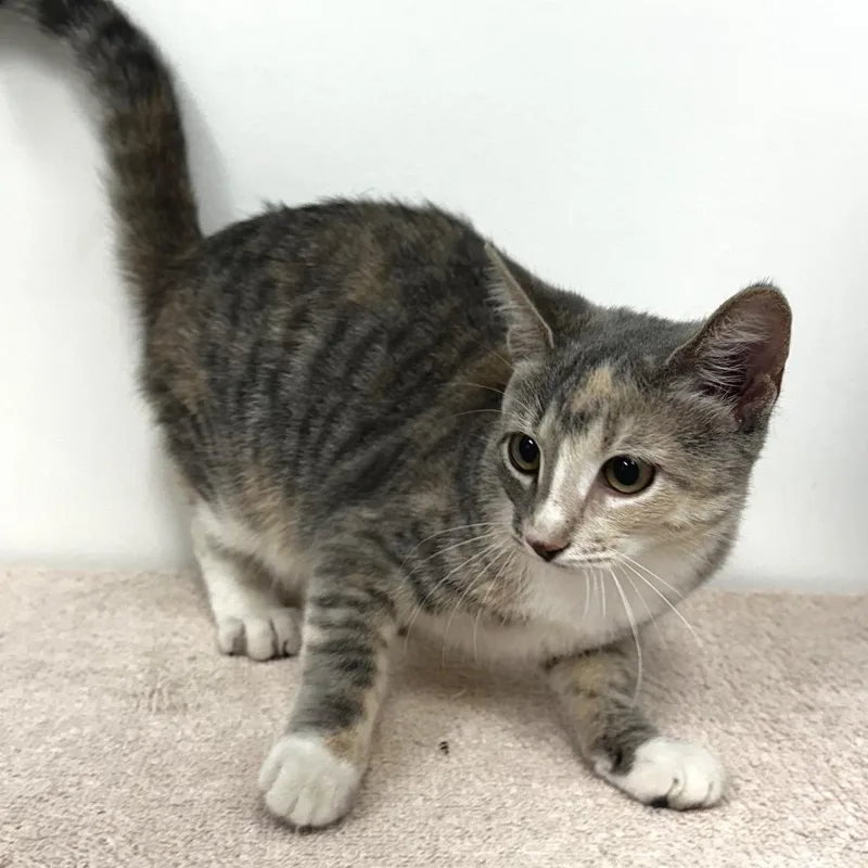 A young small-sized female Calico Domestic Short Hair cat named Tilly for adoption in Warrensburg, MO