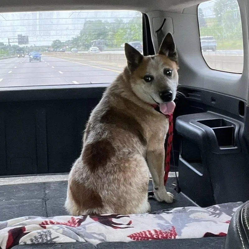 An adult medium-sized male Red / Chestnut / Orange Cattle Dog dog named Red for adoption in Rocky Mount, VA