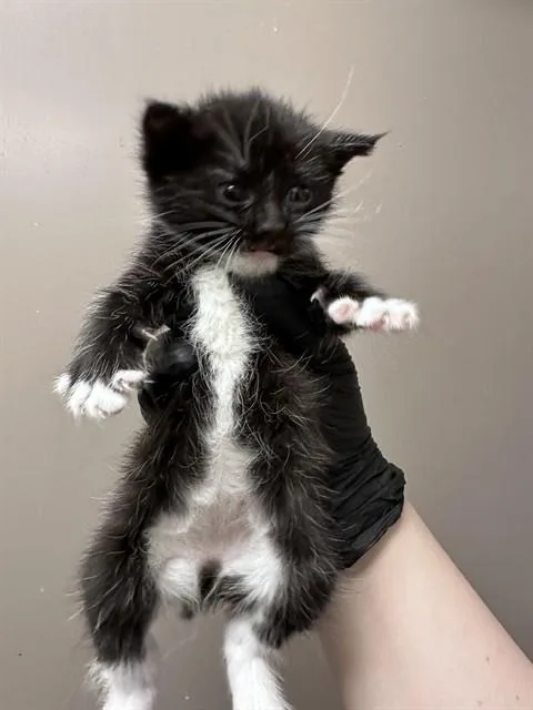 A baby small-sized female Domestic Short Hair cat named Sofia The First for adoption in Ontario, CA