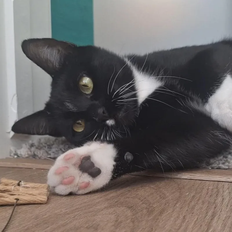 A young medium-sized female Black Domestic Short Hair cat named Moski for adoption in Murray, UT