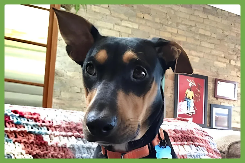 An adult medium-sized female Tricolor (Brown, Black, & White) Doberman Pinscher dog named Winnie for adoption in Amherst, MA