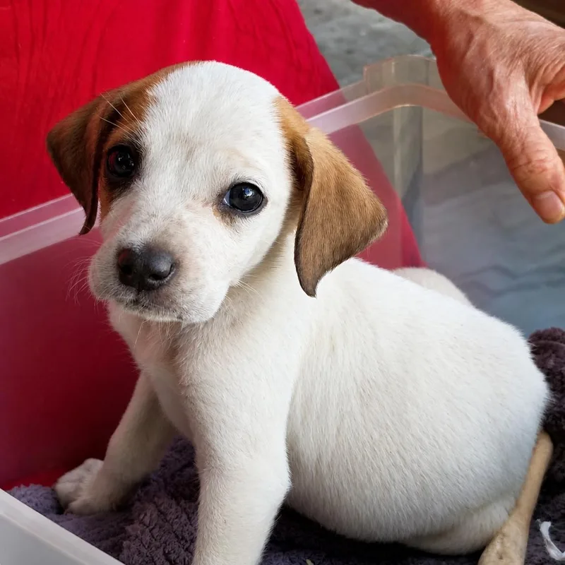 A baby medium-sized male Boxer dog named Toby for adoption in Carmel, NY